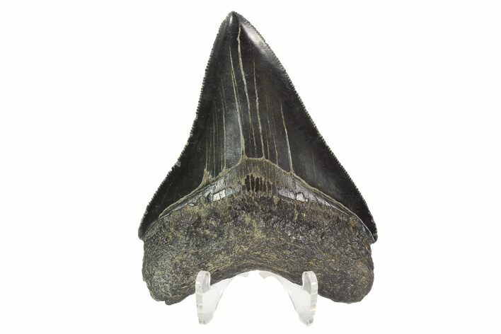 Serrated, Fossil Megalodon Tooth - Georgia #101518